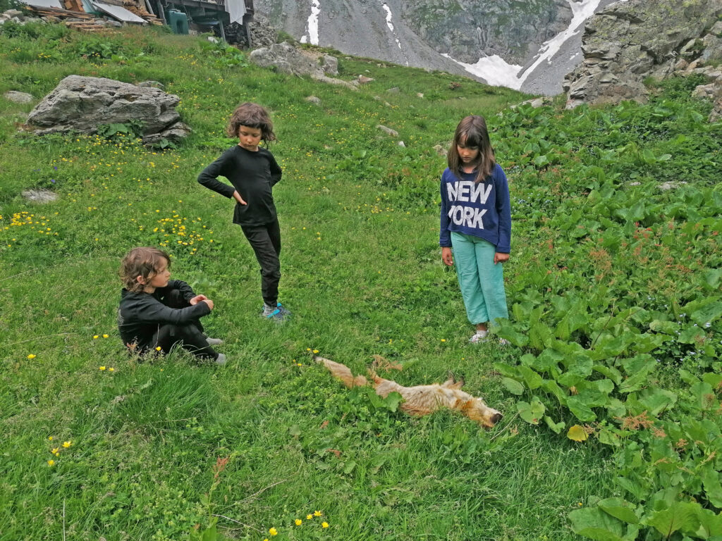 André Fortino, photographie